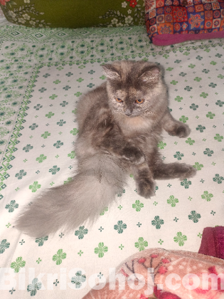 Persiyan female cat